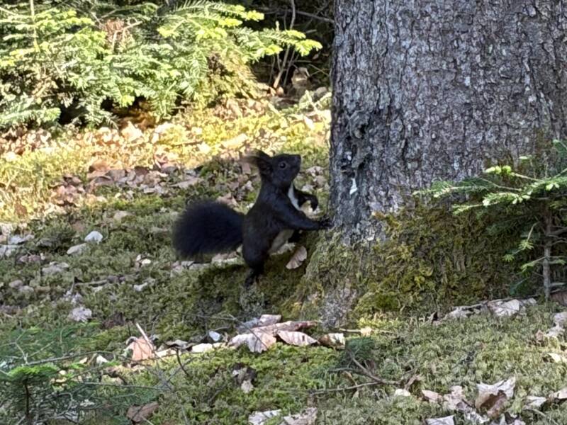 Ein schwarzes Eichhörnchen klettert an einem Baumstamm in einem bewaldeten Gebiet hoch.