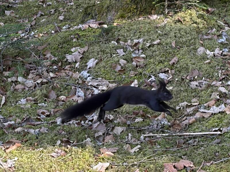 Ein schwarzes Eichhörnchen springt über einen moosbedeckten Waldboden, umgeben von braunen Blättern.