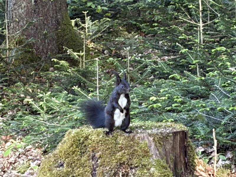 Ein schwarzes Eichhörnchen sitzt auf einem mit Moos bedeckten Baumstumpf im Wald.