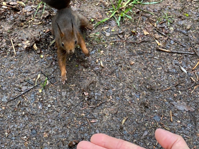 Ein kleines Eichhörnchen nähert sich einer ausgestreckten Hand, die eine Haselnuss hält, auf einem Waldboden.