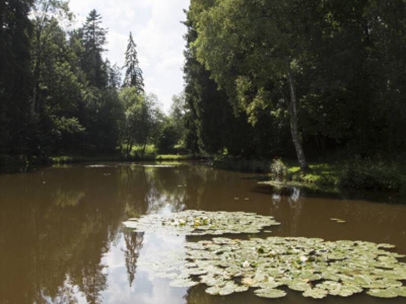 Donisweiher mit Seerosen
